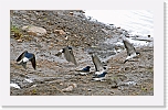 hirundo rustica-swallow * 2807 x 1690 * (3.91MB)